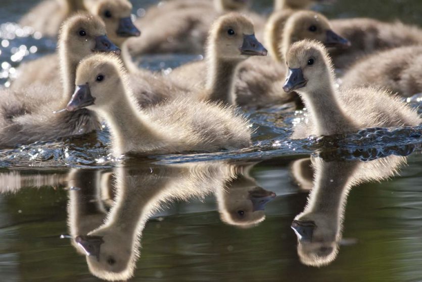 Junggänse im Wasser