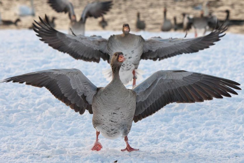 Graugänse am Flaucher